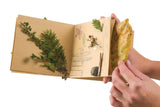 Close up of journal pages with collected nature.